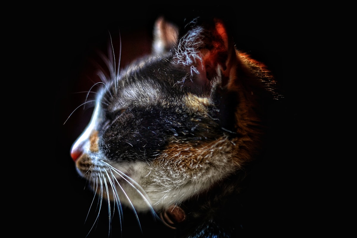 Entspannte Katze bei Verhaltensbeurteilung