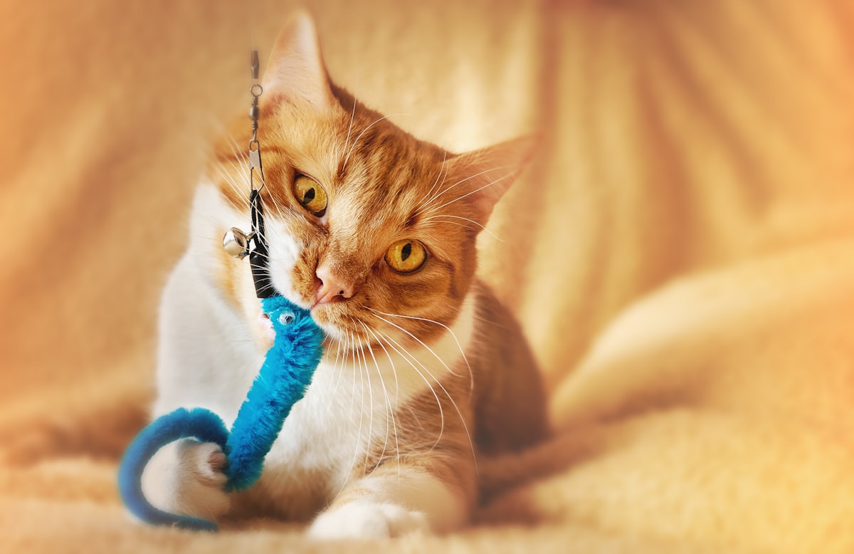 Katze bei Verhaltensanalyse im Heimumfeld