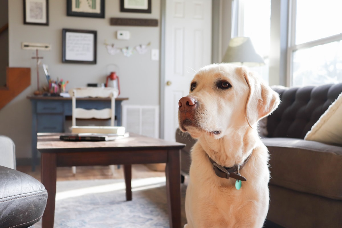 Labrador-Hund auf einem Sessel im Wohnzimmer – Hausbesuch