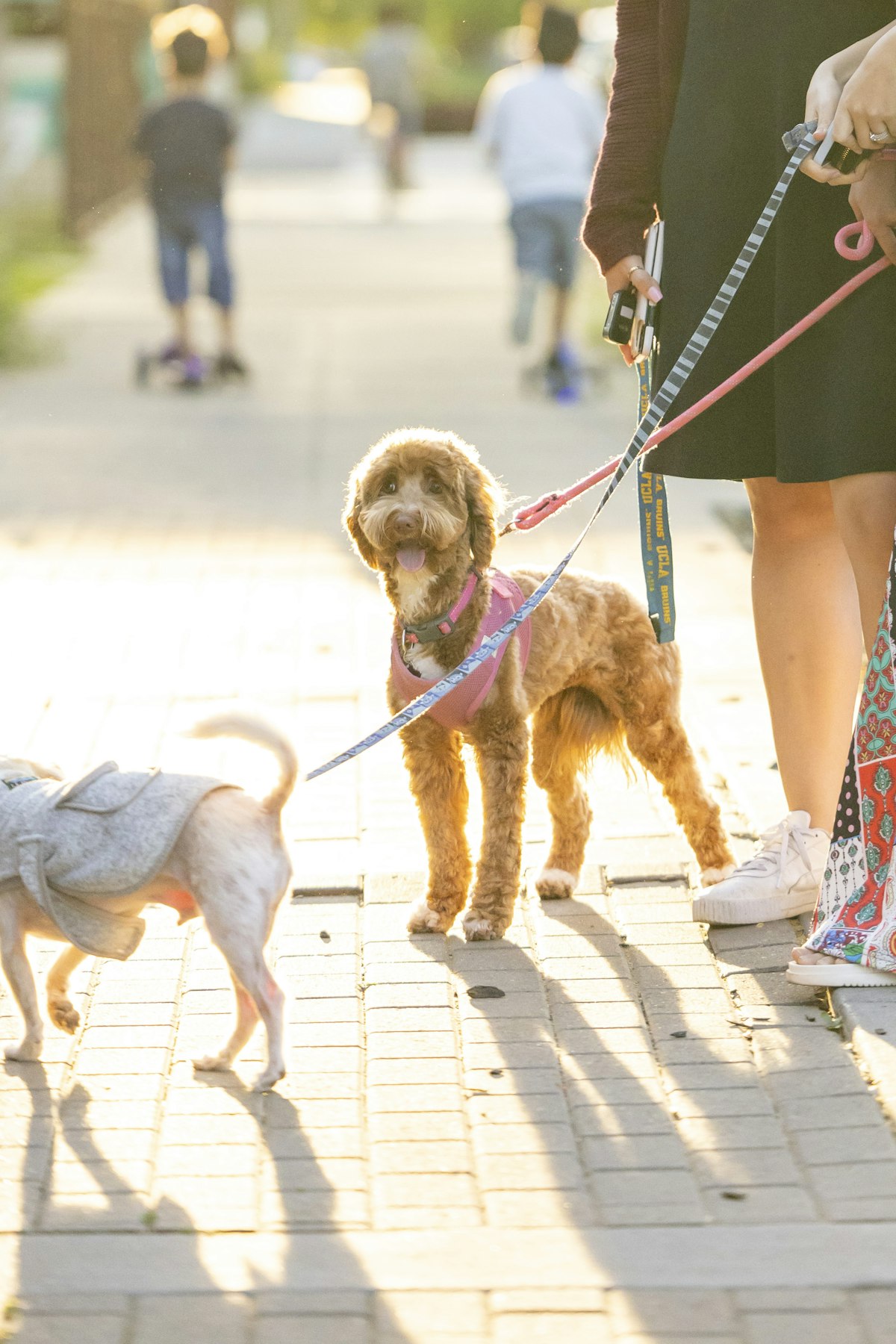 Zwei Personen mit Hund beim Wesenstest im Freien